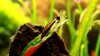 HD 1080p Otcinclus  OhrgitterHarnischwels Otocinclus macrospilus [upl. by Nottus]