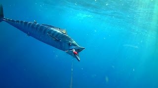 WAHOO amp MACKEREL SMASH BAITS ATTACHED TO UNDERWATER CAMERA [upl. by Popele]