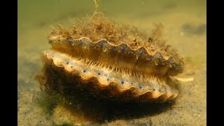 Snorkeling and Scalloping in CrystalRiver Florida [upl. by Rupert]