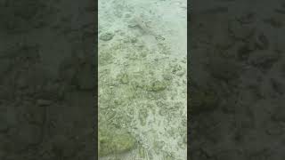 Fish swimming near Cinnamon Dhonveli Maldives beach [upl. by Hsiri]