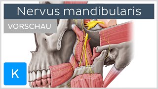 Nervus mandibularis Vorschau  Anatomie Verlauf und Funktion  Kenhub [upl. by Aicilak311]