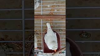 Zebra finch Bird bathing and enjoying  so cute birds  finches  bathing [upl. by Bunow]