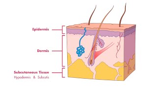 Remember the Layers of the Skin and Epidermis  MEDZCOOL [upl. by Eilerua607]