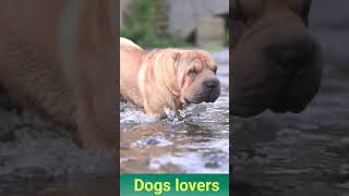 Pitbull dog 🐕 running in the river7kviralshorts [upl. by Ttihw]