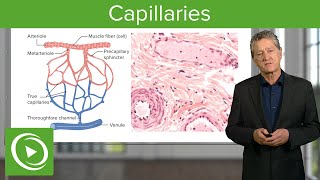 Capillaries Overview amp Definition – Histology  Lecturio [upl. by Buyer]