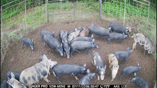 Over 160 Hogs Caught Ultimate Hog Trap Gate Drop Compilation [upl. by Imailiv]