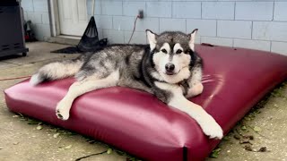 My Dog Loves His New Waterbed And Refuses To Budge alaskanmalamute [upl. by Heisel715]