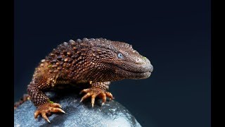 The Earless Monitor An Oddly Charismatic Lizard [upl. by Htiekram]