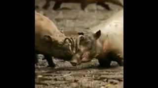 Babirusa wildlife [upl. by Jodee]