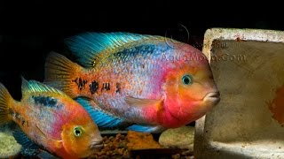 Fish room With synspilum cichlids [upl. by Norud]