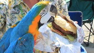 16th Annual Cheeseburger in Caseville  Official Video [upl. by Googins]