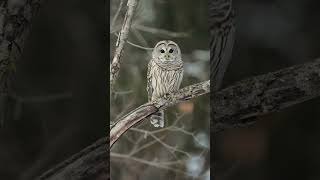 Barred Owl After searching for owls in a huge forest for two days we found one and had moment [upl. by Emalee]