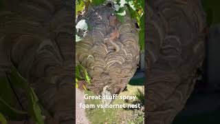 Spray foam vs hornet nest hornet hornetnest sprayfoam yellowjackets waspnest [upl. by Ahsinert275]