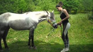 TUTO apprendre la révérence à son cheval [upl. by Cherlyn93]