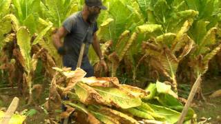 Cuttin amp Stackin Kentucky Tobacco [upl. by Iredale617]