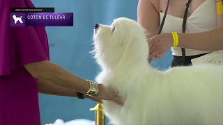 Cotons de Tulear  Breed Judging 2023 [upl. by Sirred]