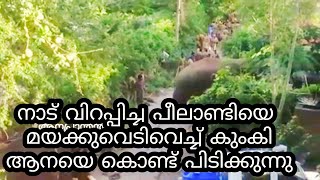 Peelandi  പീലാണ്ടിയെ കുംകി ആനയെ കൊണ്ട് പിടിക്കുന്നത് കണ്ടിട്ടുണ്ടോ കോടനാട് പീലാണ്ടി [upl. by Civ242]