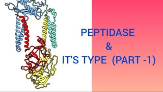 PEPTIDASE  ENDOPEPTIDASE detailed video lecture Manyas Biology [upl. by Ietta]