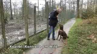 Antijagdtraining für Hunde mit AntijagdtrainingSpezialistin Pia Gröning [upl. by Anehc]