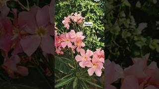 Nerium oleander  Apocynaceae  Dogbane family  Poisonous plant ☘️ [upl. by Dareg764]