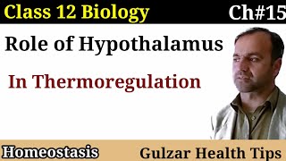 Role of Hypothalamus in Thermoregulation class 12 biology  Homeostasis [upl. by Heloise]