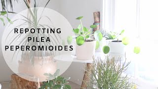 Houseplant Care  Repotting Pilea Peperomioides [upl. by Ecnahoy777]