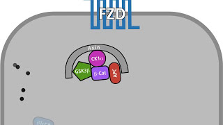 The Wnt pathway in a normal and in a tumour cell [upl. by Nosnev]