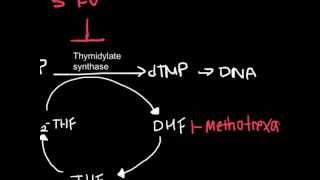 How Antineoplastic Work chemotherapy [upl. by Tyika364]