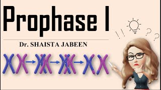 Prophase 1 Stages I Leptotene Zygotene Pachytene Diplotene Diakinesis I Meiosis1 I Recombination [upl. by Dloreh]