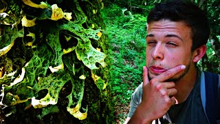 Tout savoir sur les lichens les bases de la lichenologie  LICHEN PULMONAIRE 🍄🍃 [upl. by Llert688]