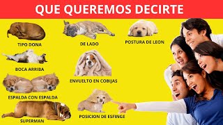 Descubre los 10 Secretos de Sueño de los Perros que Nadie Te Ha Contado [upl. by Ahseiyk793]