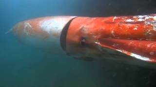 Giant Squid Footage Must See First Ever Video of Giant Squid from Divers caught on Tape [upl. by Birk]