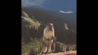 Screaming beaver in the mountains Кричащий бобер в горах [upl. by Atiuqam833]