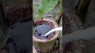 Extraction and purification of banana plant water outdoors bushcraft camping survival skill [upl. by Reamonn]