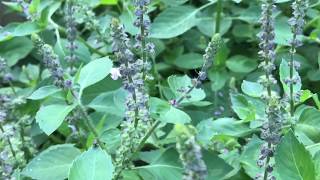 Tulsi  Holy Basil  Ocimum tenuiflorum  Blog 36 LymeCompassnet [upl. by Wilt]