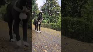 Happy Dog  I Can Trot  Can You  LOL  555 happy dog dogs trot lol 555 shorts short [upl. by Temple]