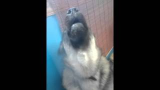 Norwegian Elkhound Leif Howling 1 [upl. by Catlin]