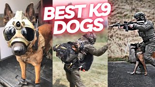 The Best K9 Dogs Compilation  Capturing Action amp Heartwarming Moments [upl. by Tsan]