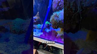 Tratamento de cianobactérias 🦠🦠 aquarium cianobacteria reeftank [upl. by Ylebmik]