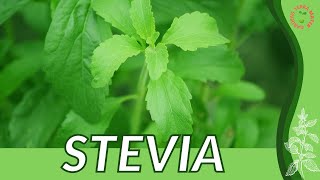 Everything About STEVIA in 1 Minute History Growing Nutrition Companion Planting [upl. by Hgiel212]