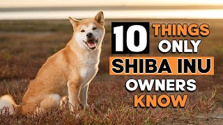 10 Hilarious Things Only Shiba Inu Dog Owners Understand [upl. by Johann593]