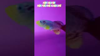 Killifish Yang Lagi Viral yearofyou shortviral [upl. by Yam]