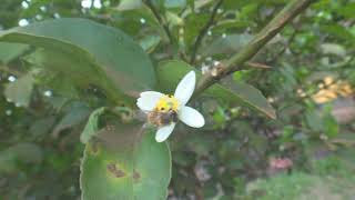 Bee on the flower of a plant of the lemon [upl. by Aisul280]