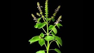 quotMedicinal uses of Tulsi Holy Basilquot Ocimum tenuiflorum or sanctum for Digestion and more [upl. by Jeromy]