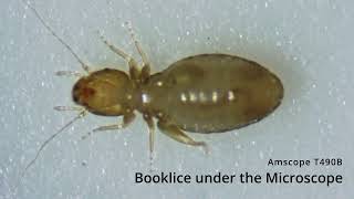 Booklice under microscope [upl. by Luehrmann642]