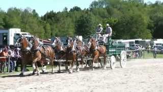 2013 Paisley Fair North American Classic 6 Horse Hitch Class [upl. by Elsa813]