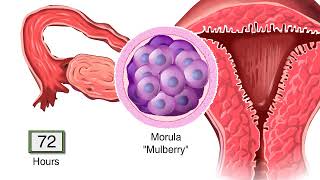 What Happens After Fertilization Human Embryo Development Animation Video  Blastocyst Implantation [upl. by Eelsha127]