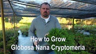 How to grow Globosa Nana Cryptomeria Dwarf Japanese Cedar with detailed description [upl. by Arracahs621]