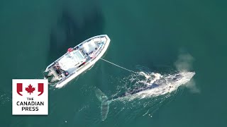 Humpback whale rescue off BC by DFO lasts for days [upl. by Cosenza397]