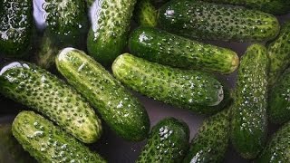 HOW TO PICK PICKLE AND EAT YOUR GHERKINS CUCUMBERS OR CUCAMELONS IN 24 HOURS [upl. by Allyce804]